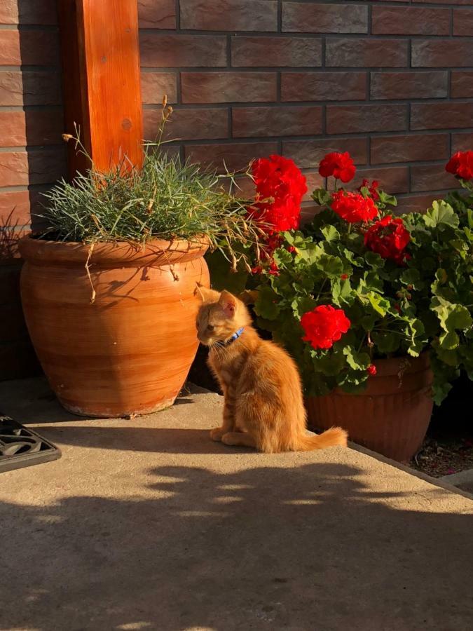 Homestay Sztorm